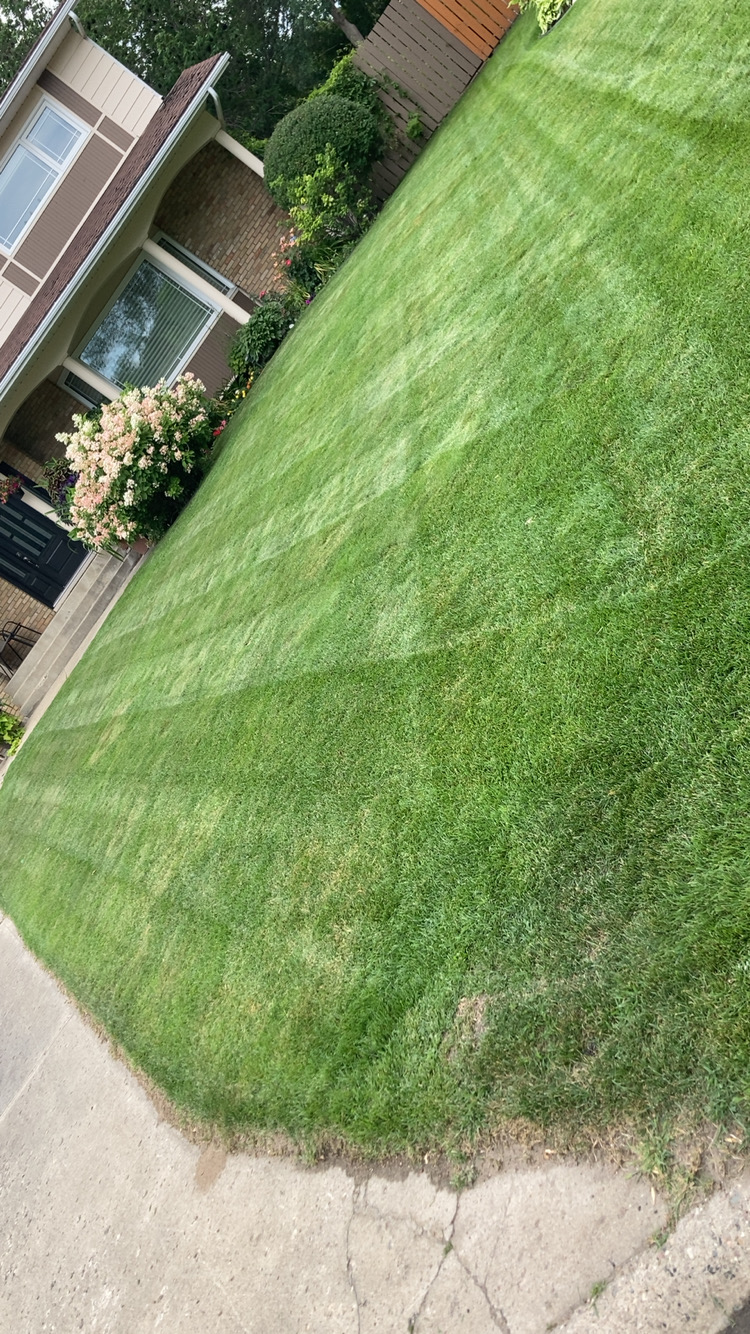 Healthy, Green Lawns