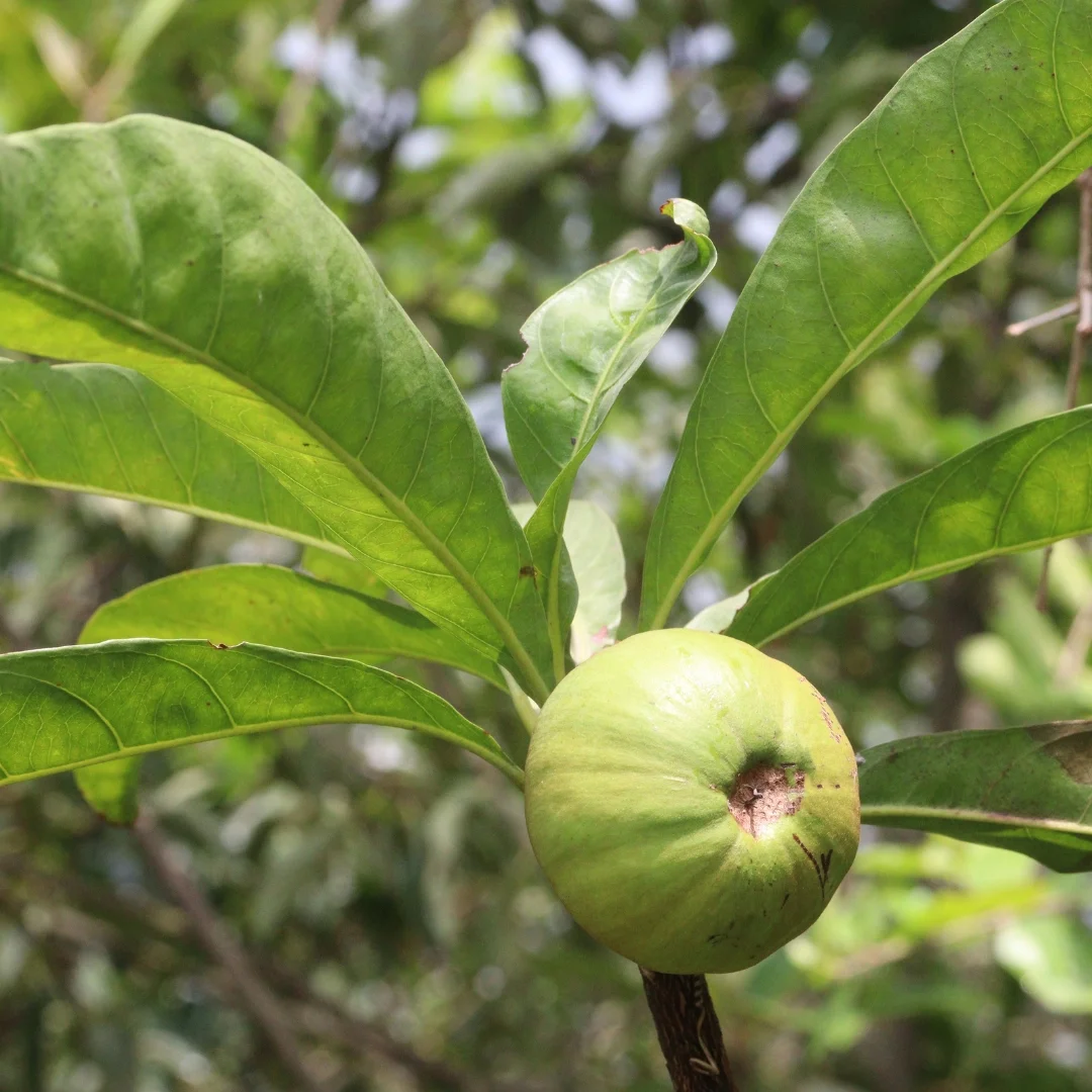 Indian Gooseberry