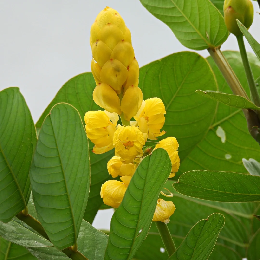 Cassia Alata Leaf