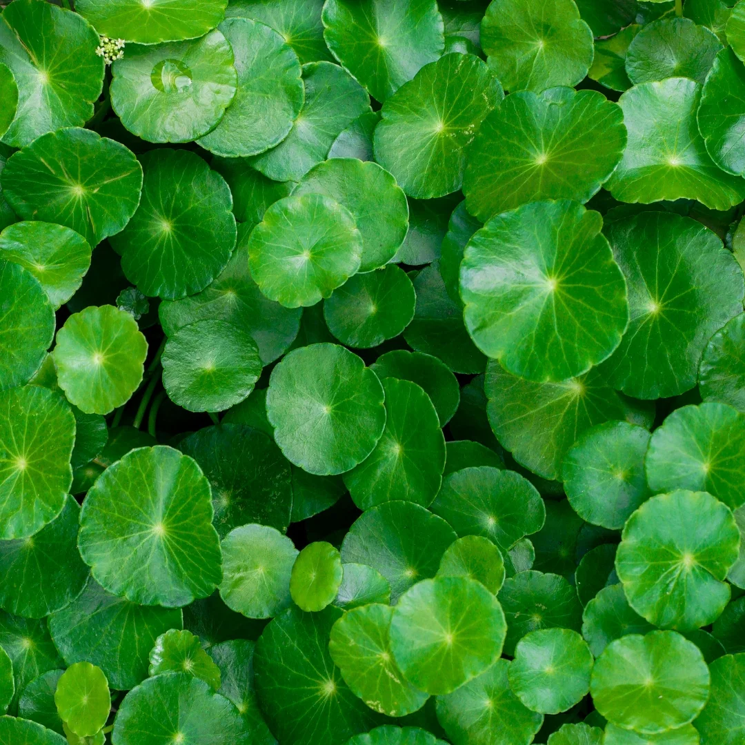Centella Asiatica
