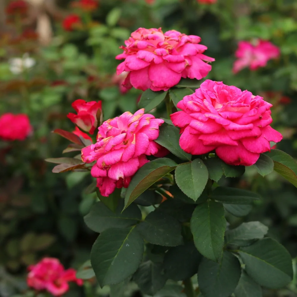 Rosa Damascena