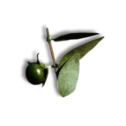 Jojoba