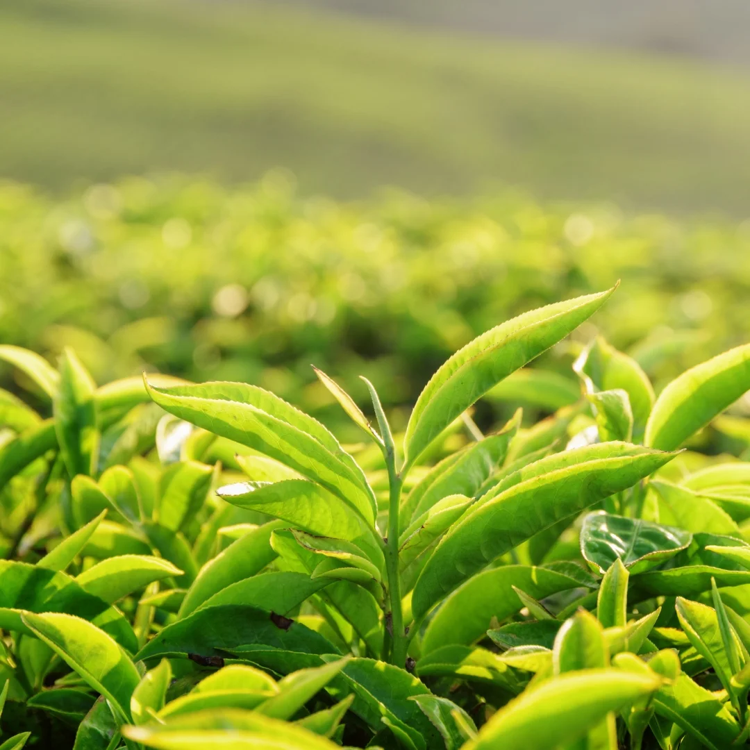 Green Tea