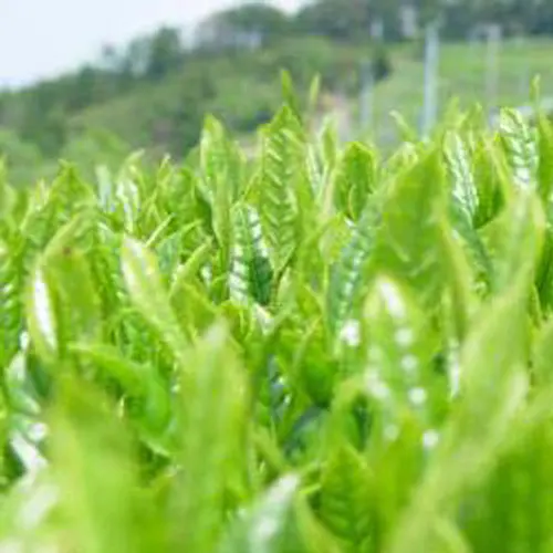 Green Tea