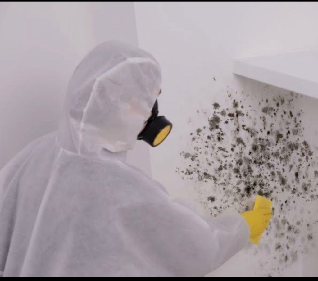 Mould Remediation