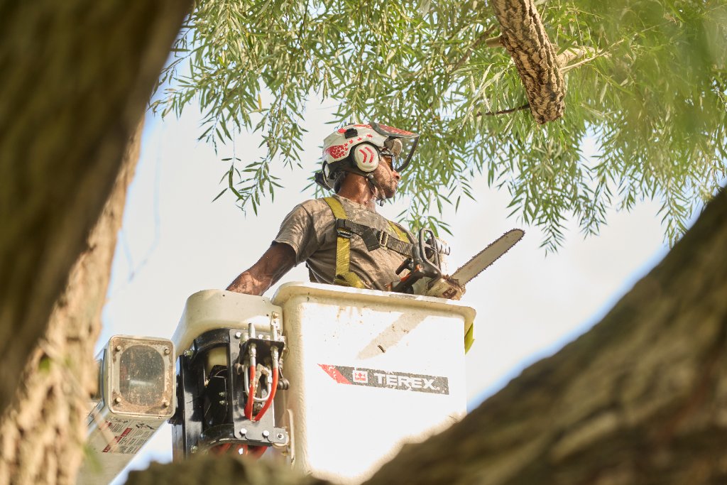 Arborist in bucket truck with chainsaw