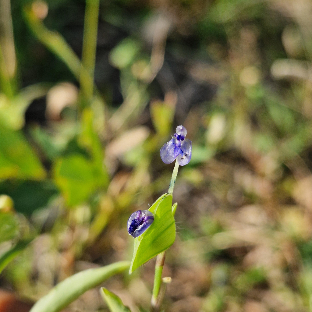 Purple flower in Pemba, Mozambique