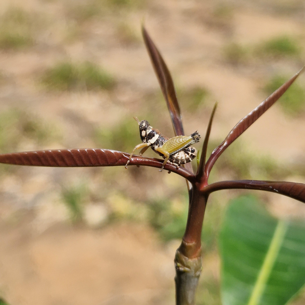 On the Stem