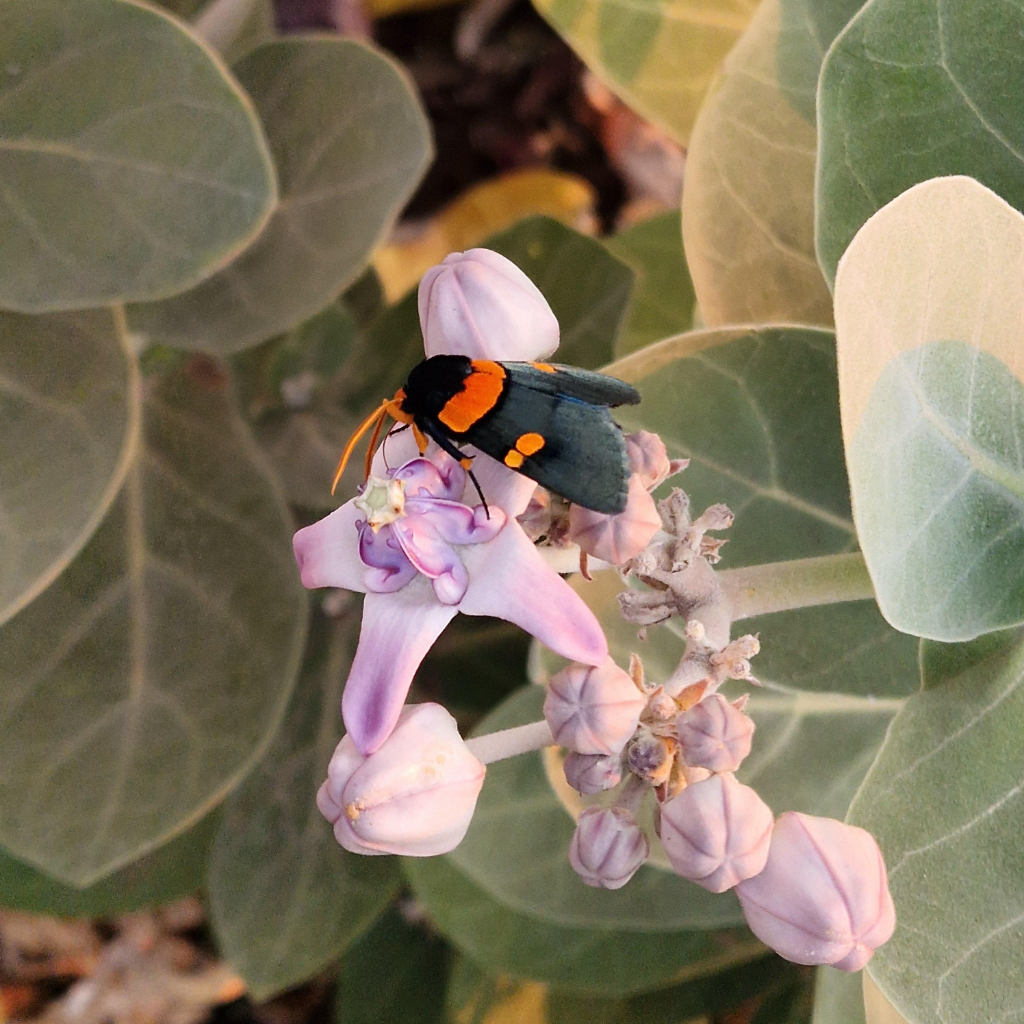 The Pollinator