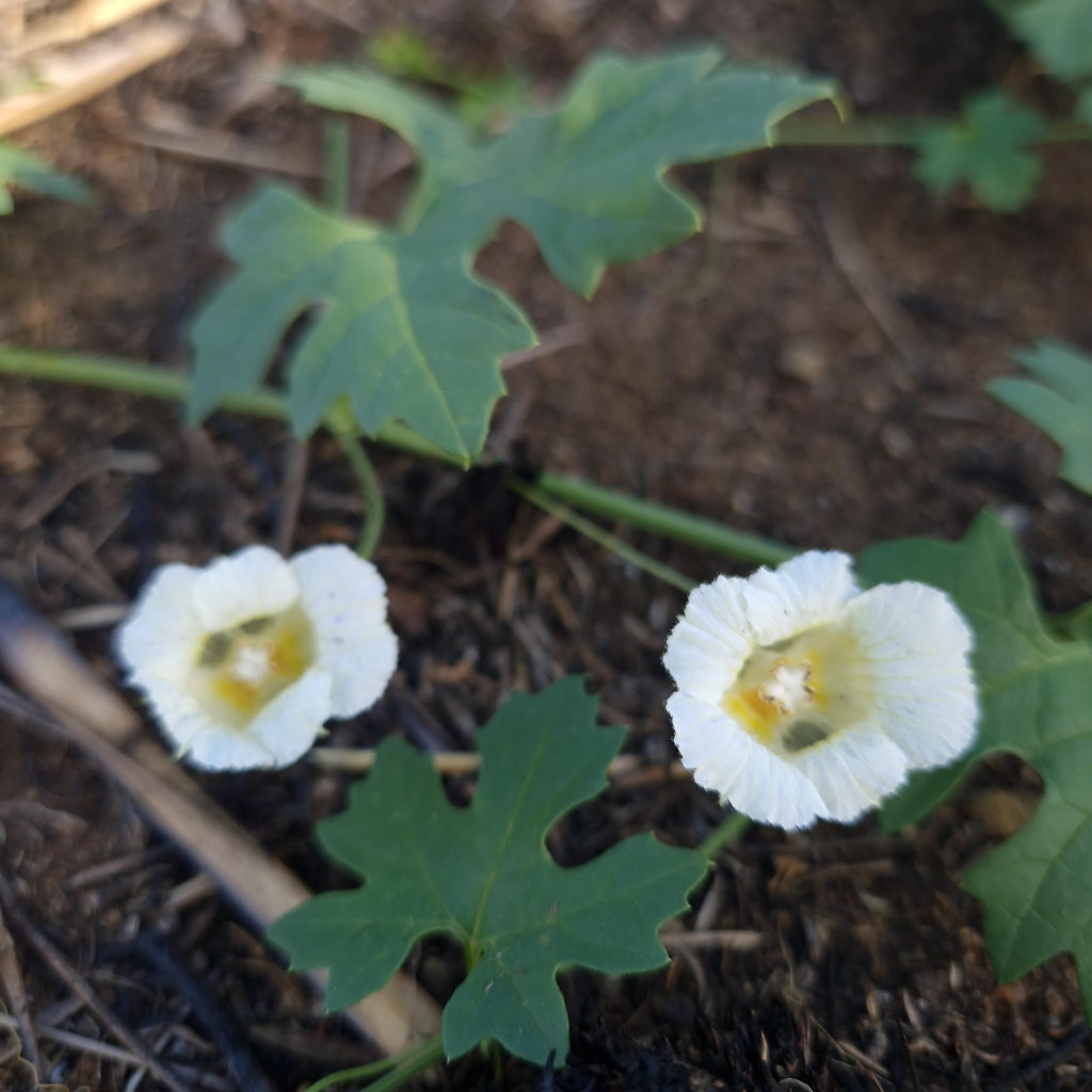 White Bloom