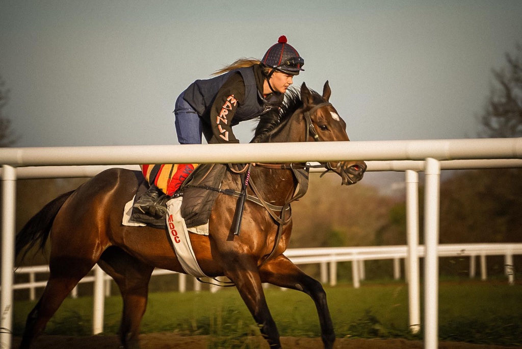 Horse at full gallop, Michael O'Callaghan Racing