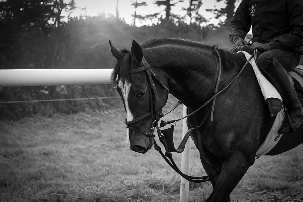 Morning session on the gallops, Michael O'Callaghan Racing