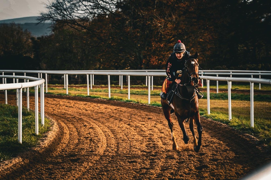 Horse cantering on the gallops, Co. Kildare