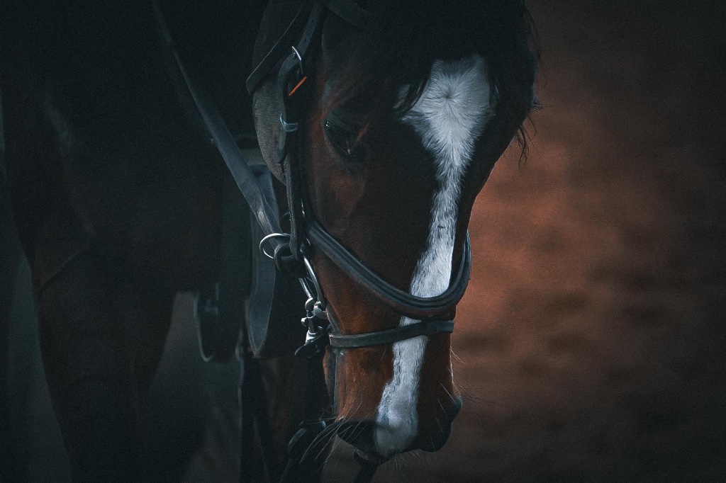 Rider and horse at Michael O'Callaghan Racing