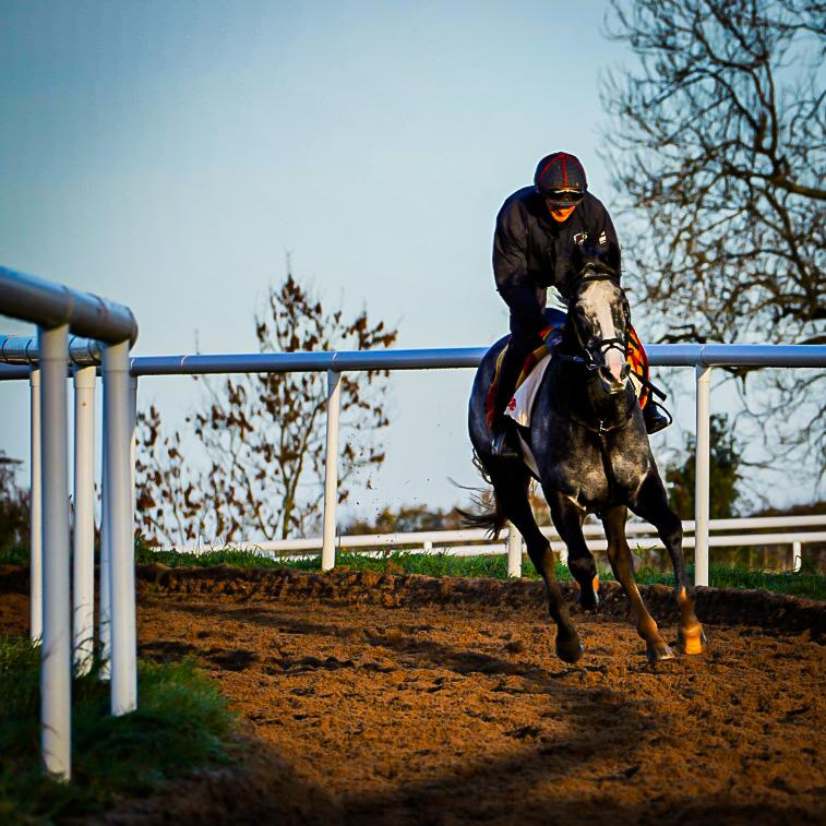 Michael O'Callaghan Racing — life at the yard