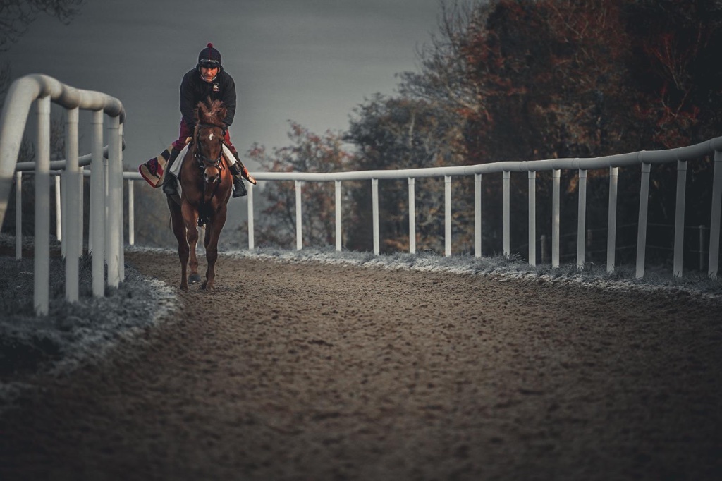 Horses on the gallops at Dunlavin, Co. Kildare