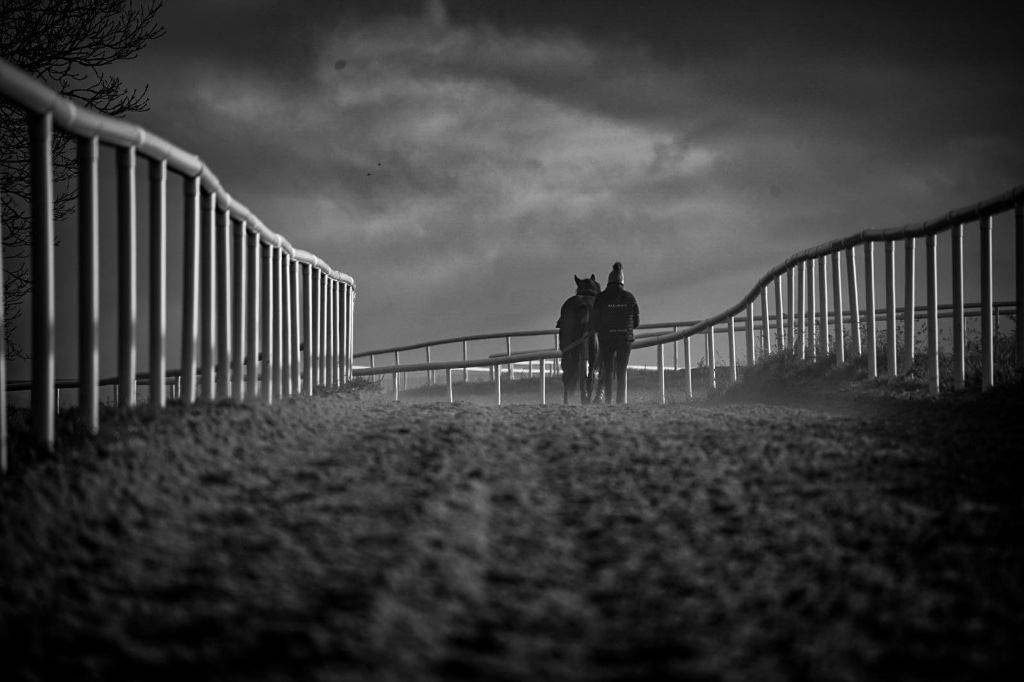 Horses on the gallop at the yard, Co. Kildare
