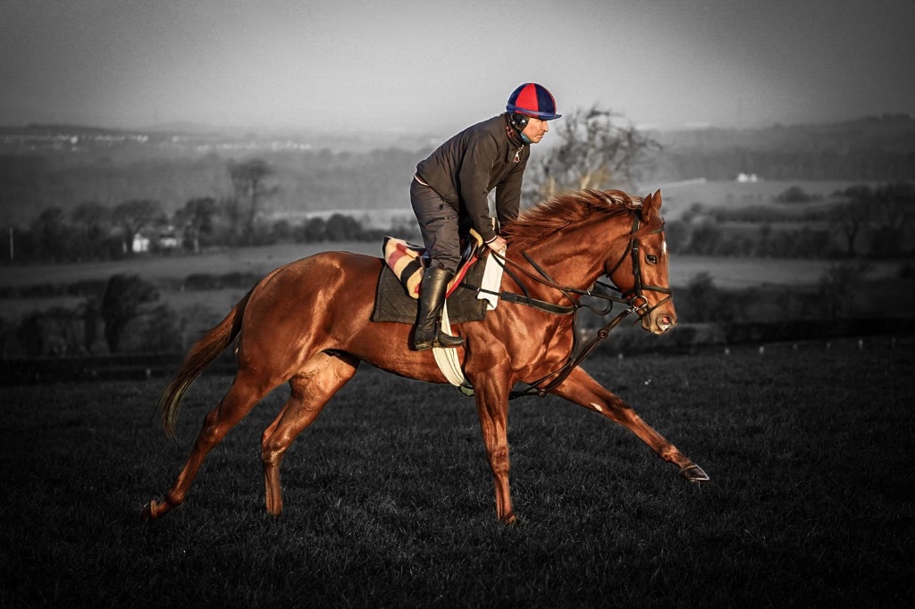 Horses training at Michael O'Callaghan Racing, Co. Kildare