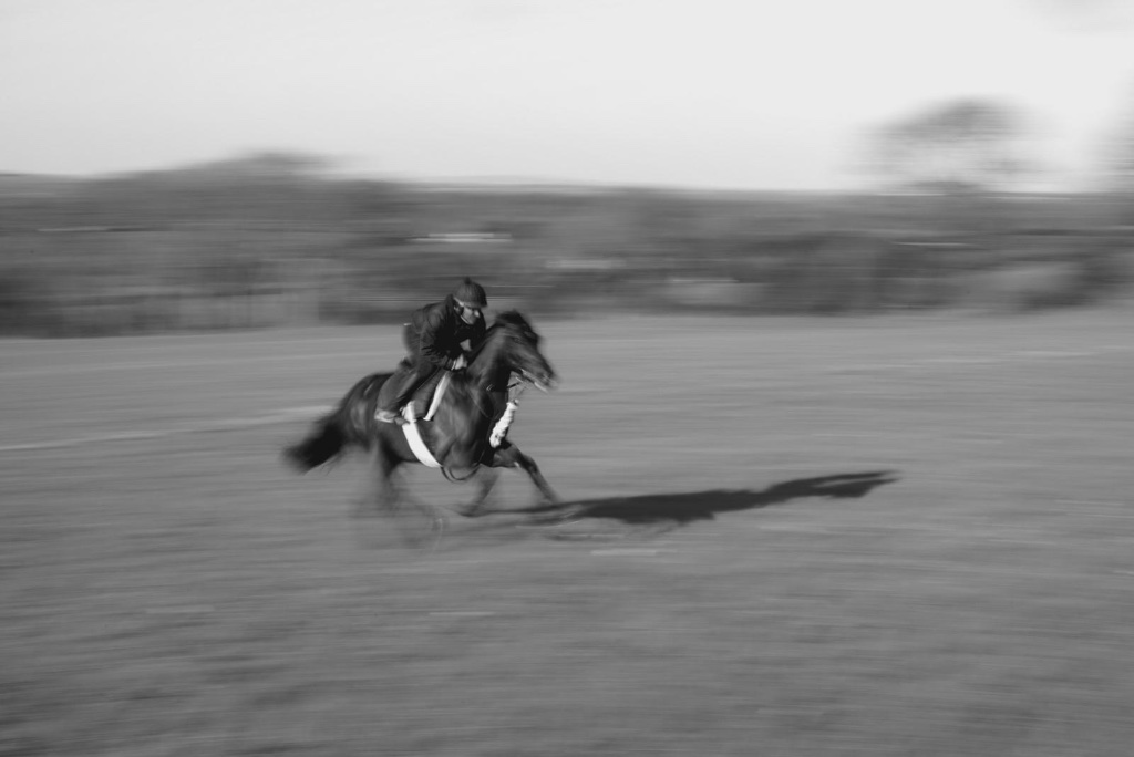 Horse at speed on the gallops, Dunlavin