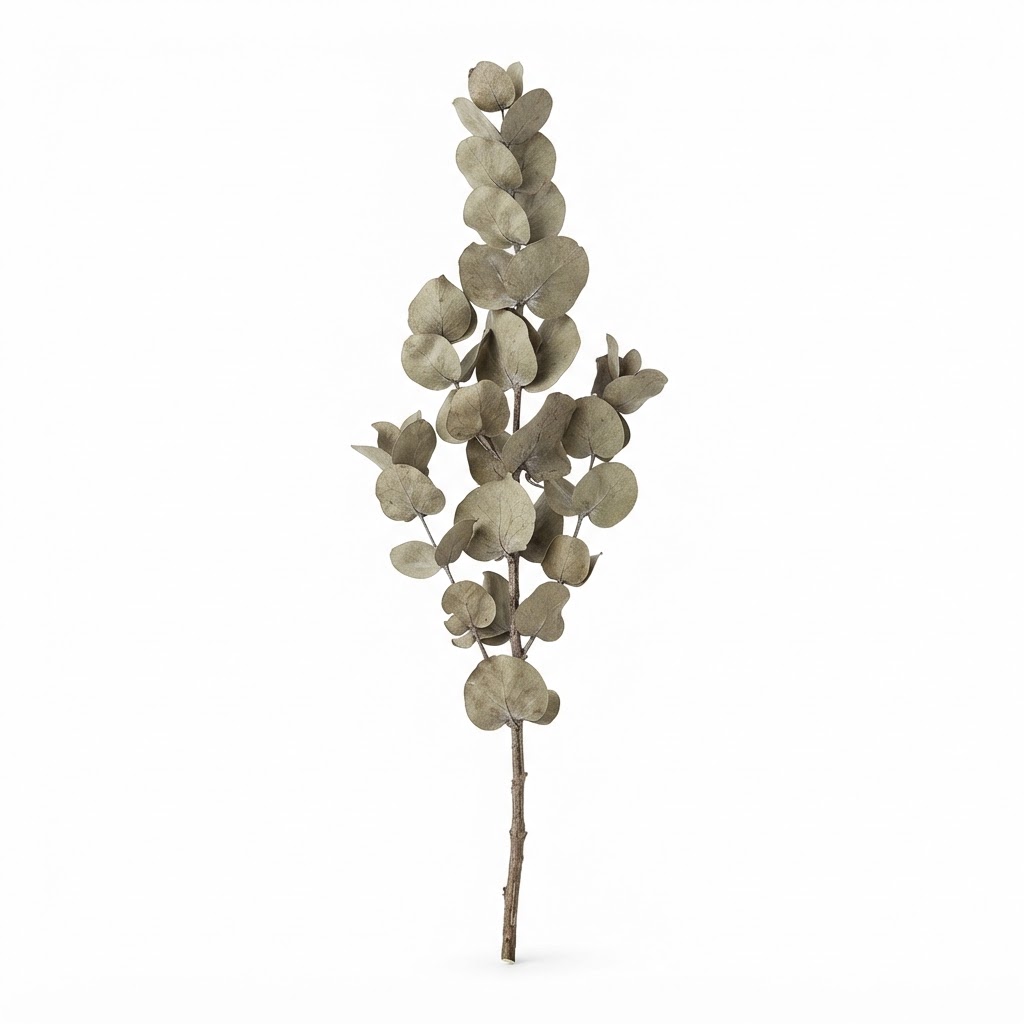 Dried Eucalyptus Floral Stem