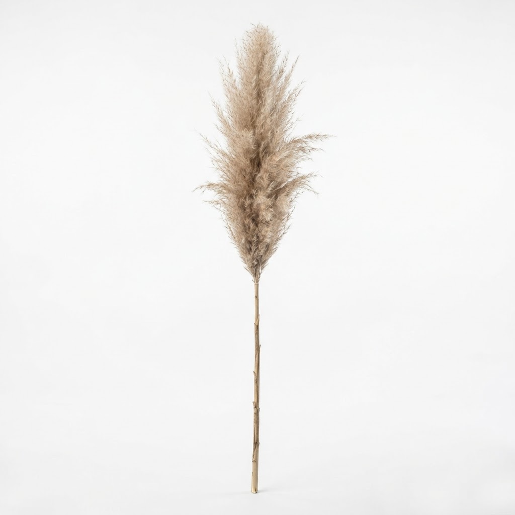 Dried Pampas Grass Stems