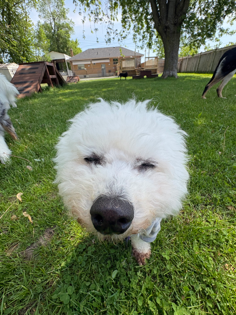 Happy dog enjoying the daycare yard