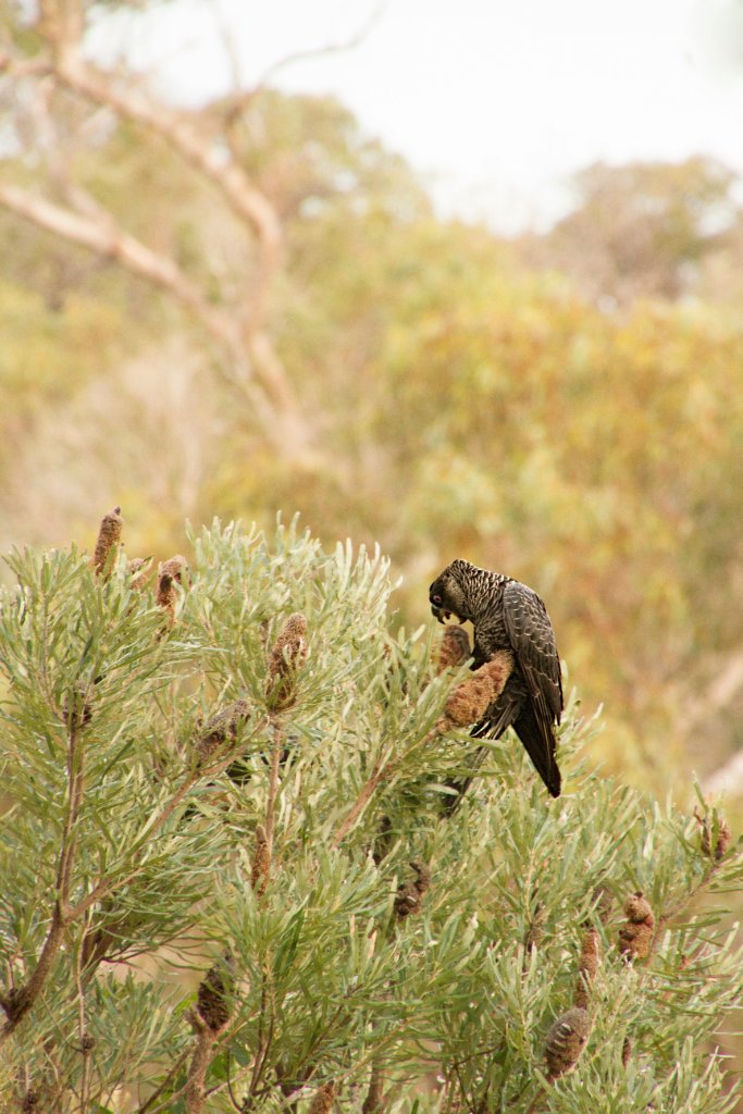 Black cockatoo in native banksia in Floreat