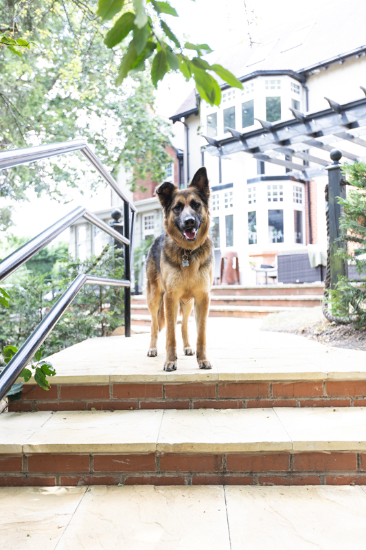 Cupcake the dog, our resident greeter at Grimscote Manor