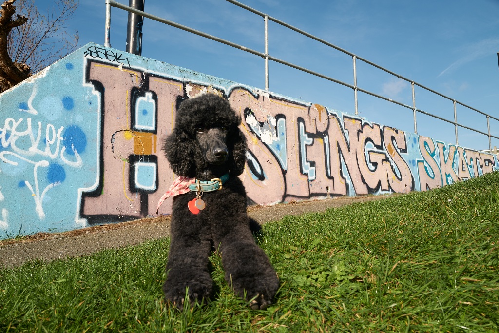 Black poodle at Hastings Skate Park