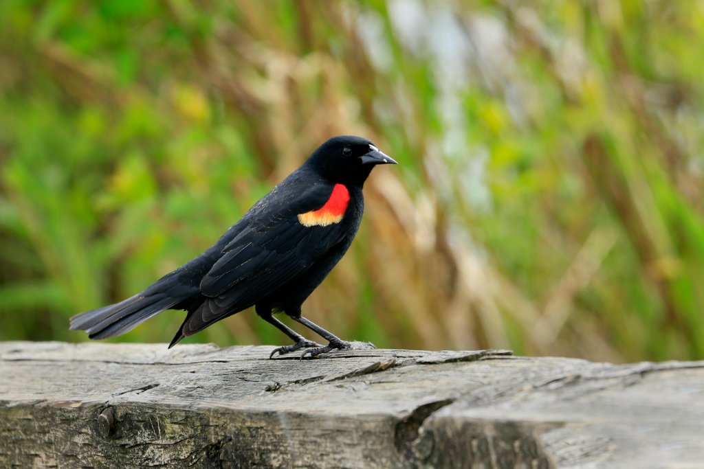 Red-winged Blackbird