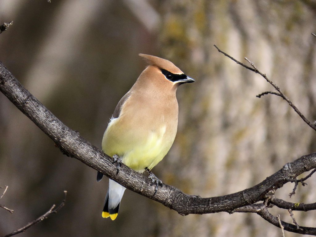 Cedar Waxwing