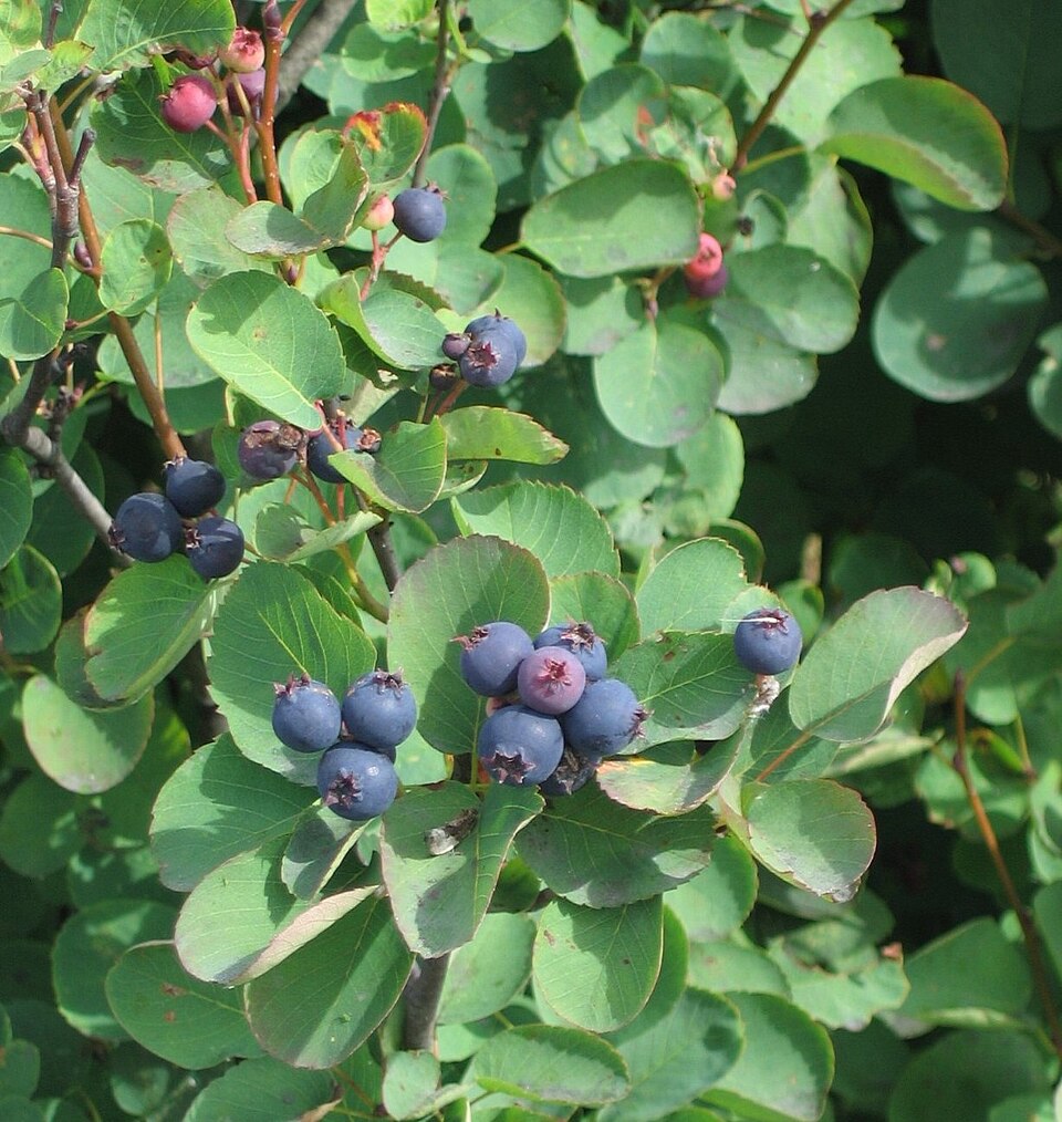 Saskatoon Berry