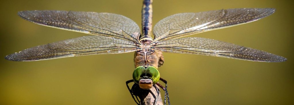 Dragonfly