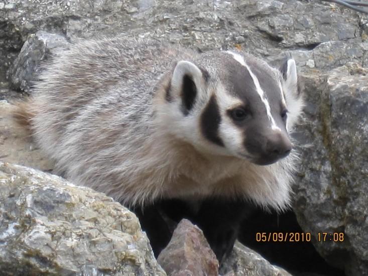 American Badger