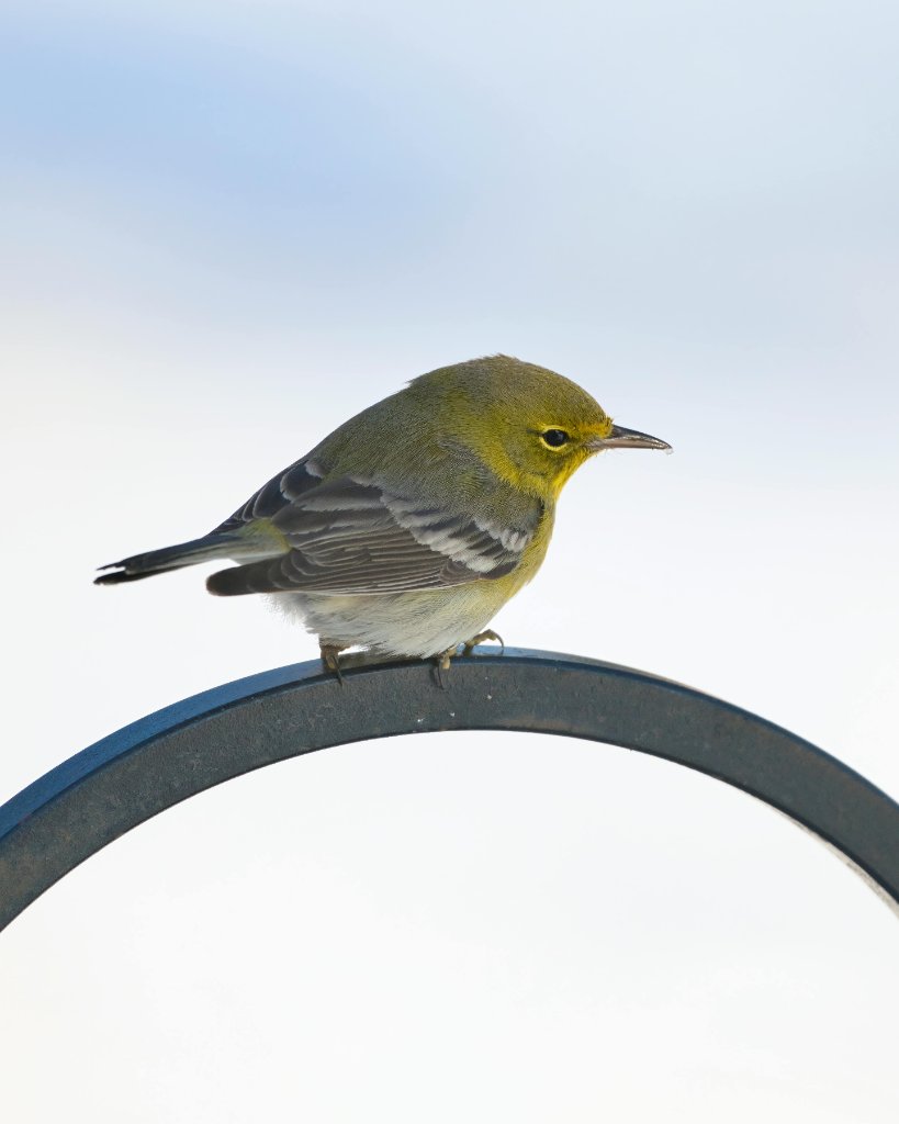 Warbling Vireo