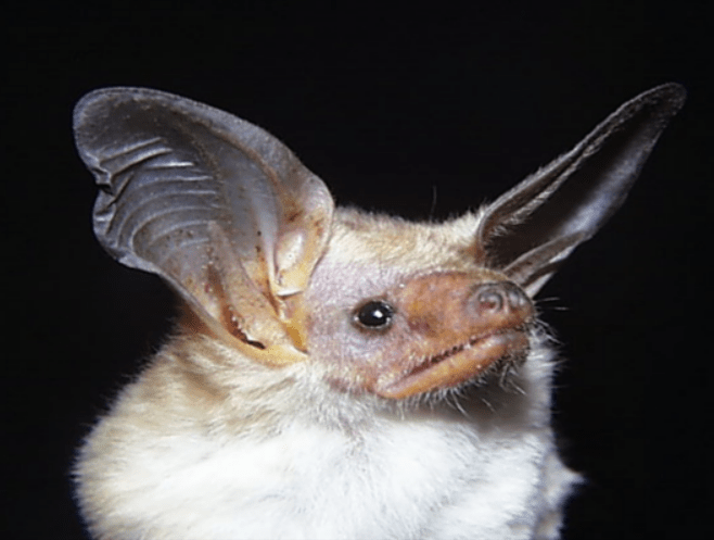 Pallid Bat