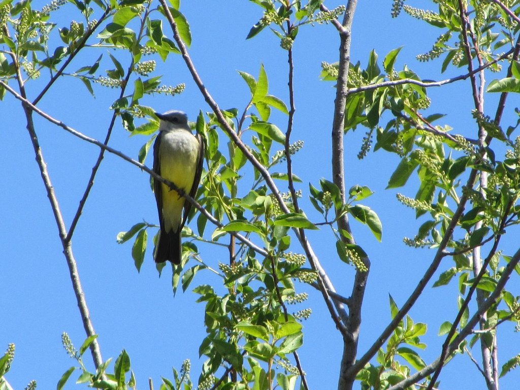 Western Kingbird