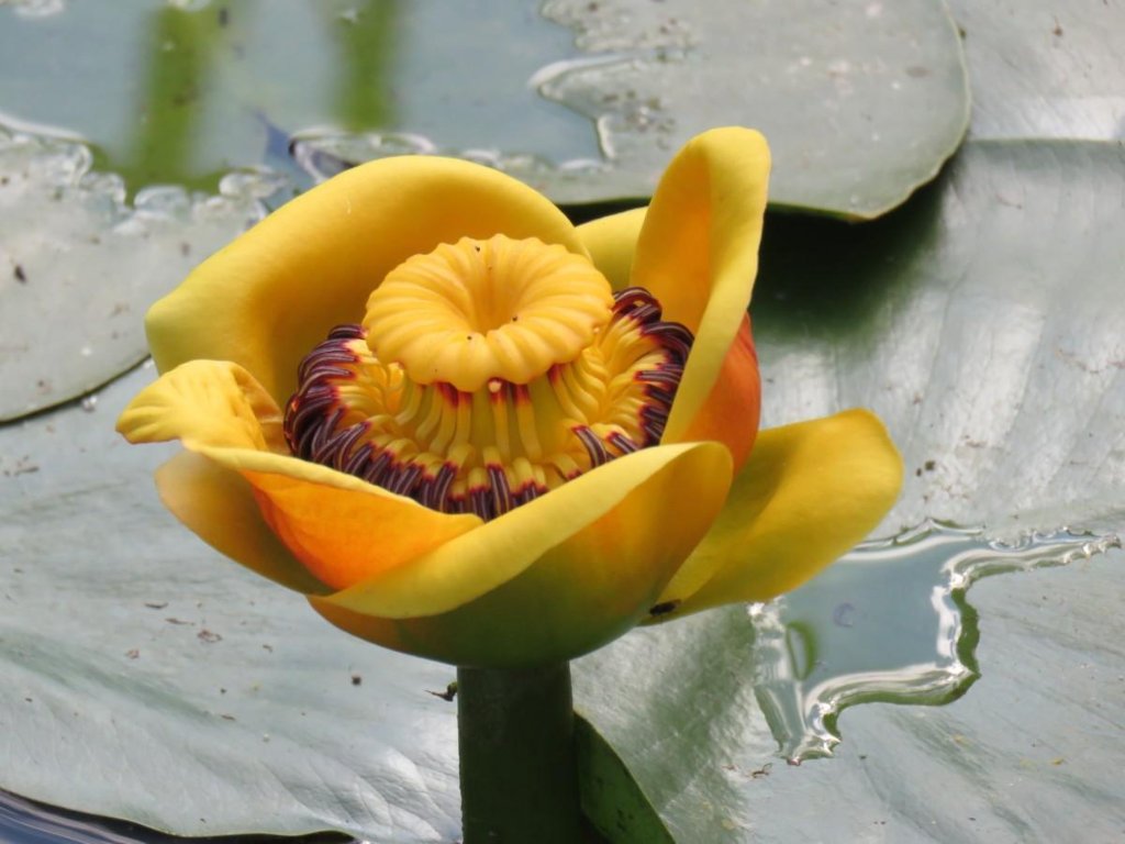 Yellow Pond-Lily