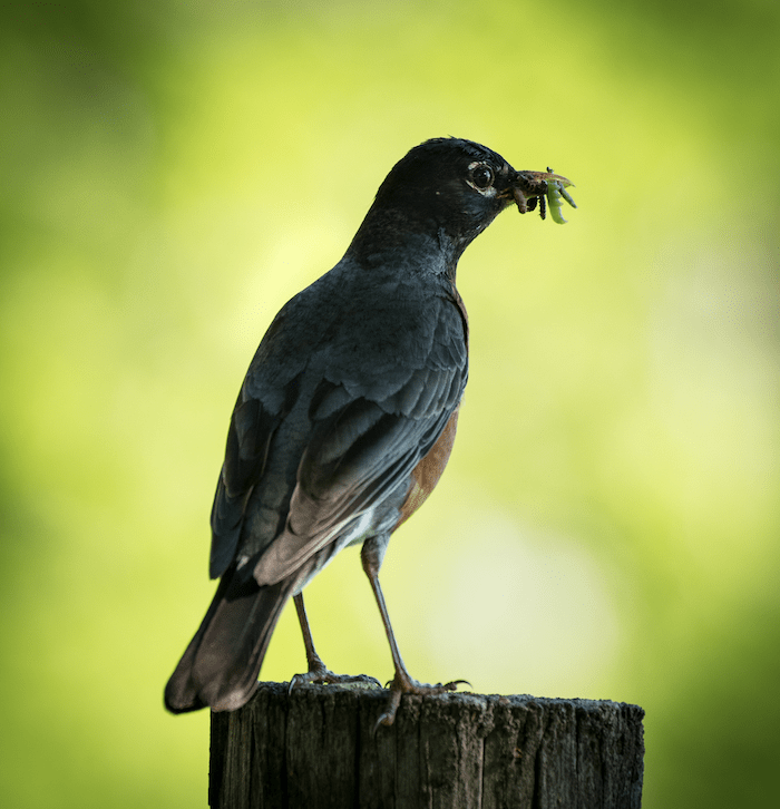 American Robin
