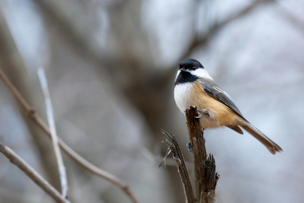 Black-capped Chickadee