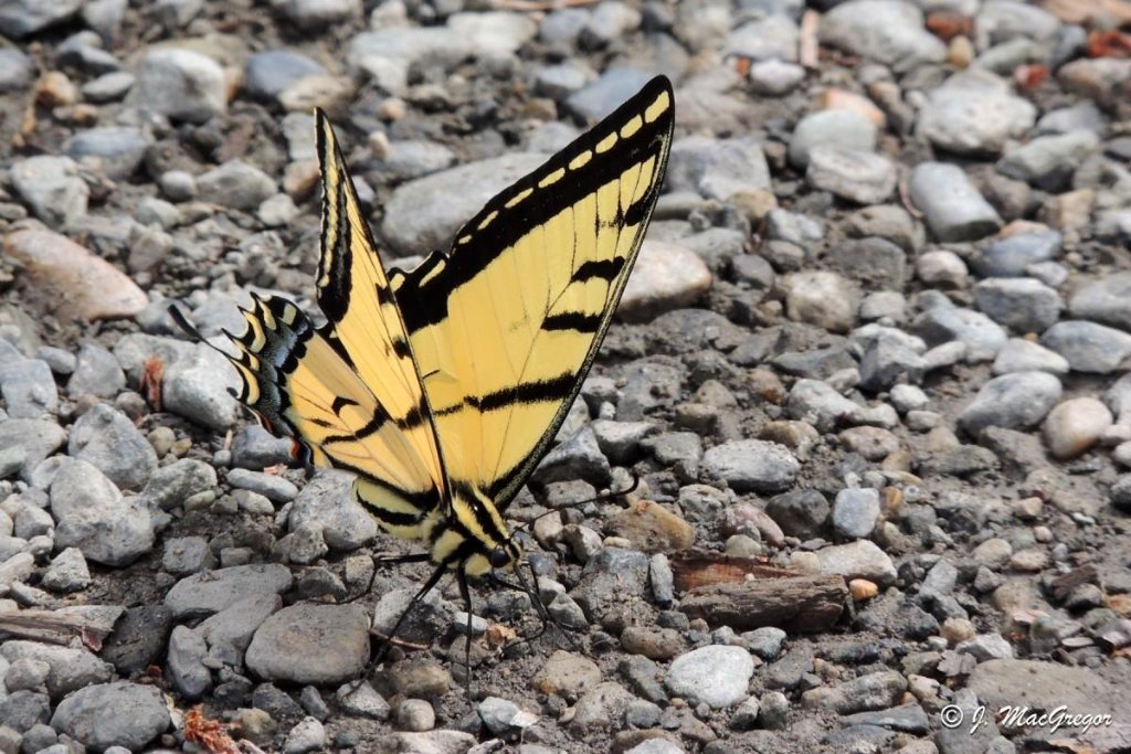 Western Tiger Swallowtail