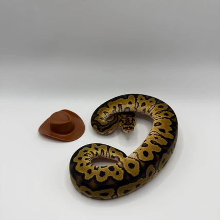 Clown ball python