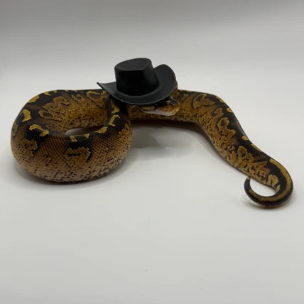 Paint ball python