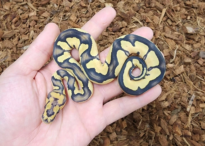 Desert Ghost ball python