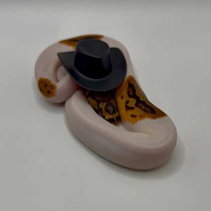 Pied ball python