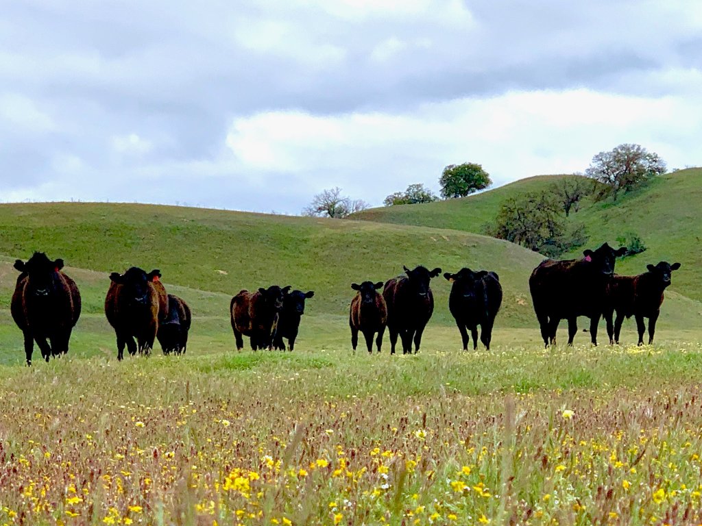 Pasture-raised Angus cattle grazing on Camatta Ranch, Santa Margarita California