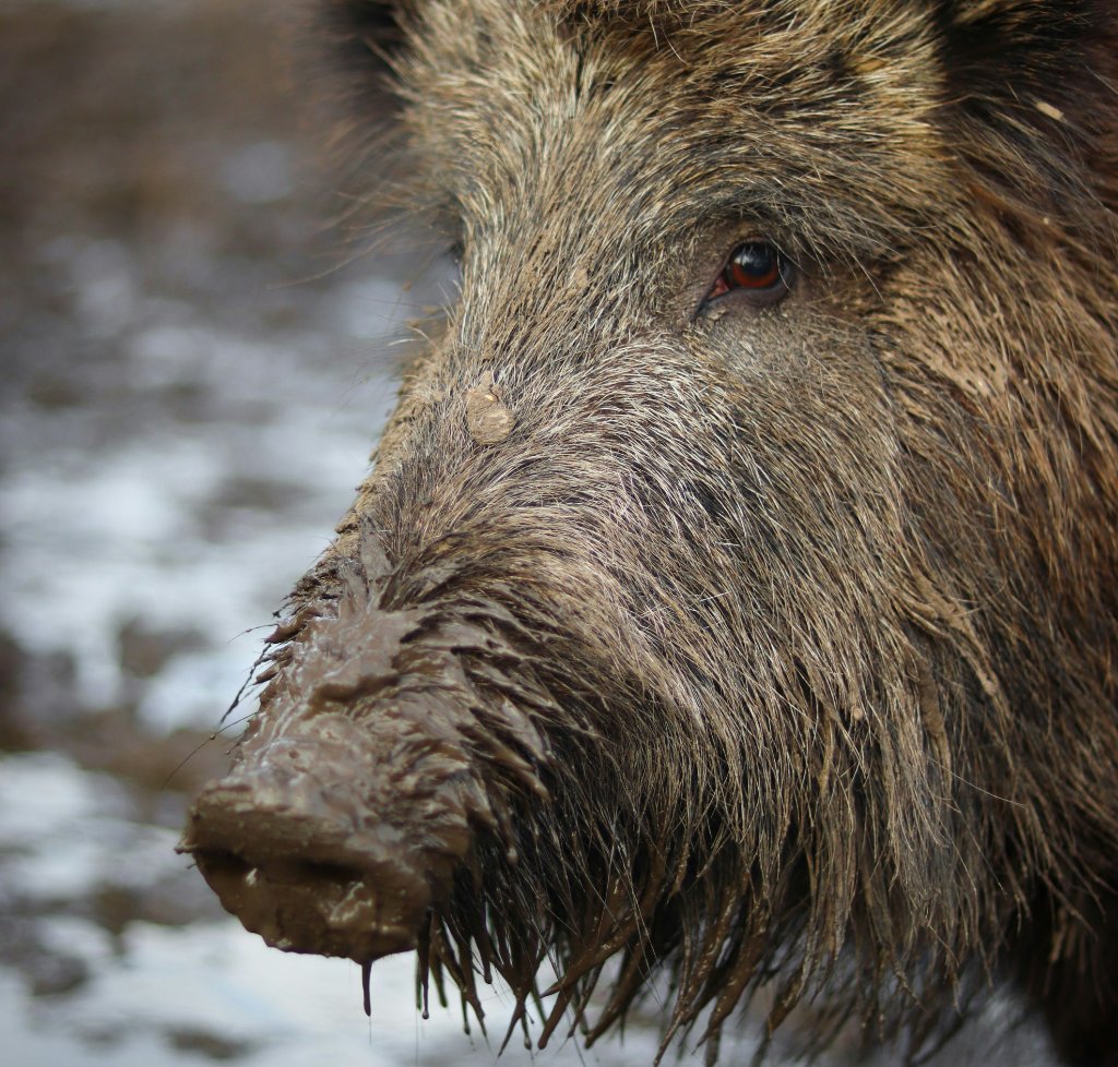 Pig Hunt