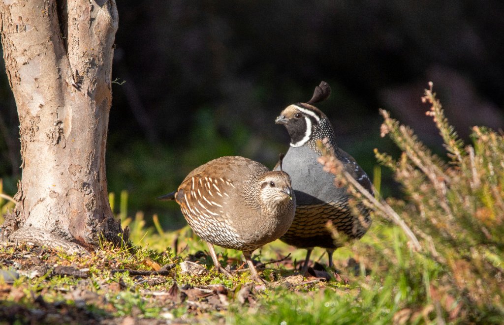 Quail Hunt