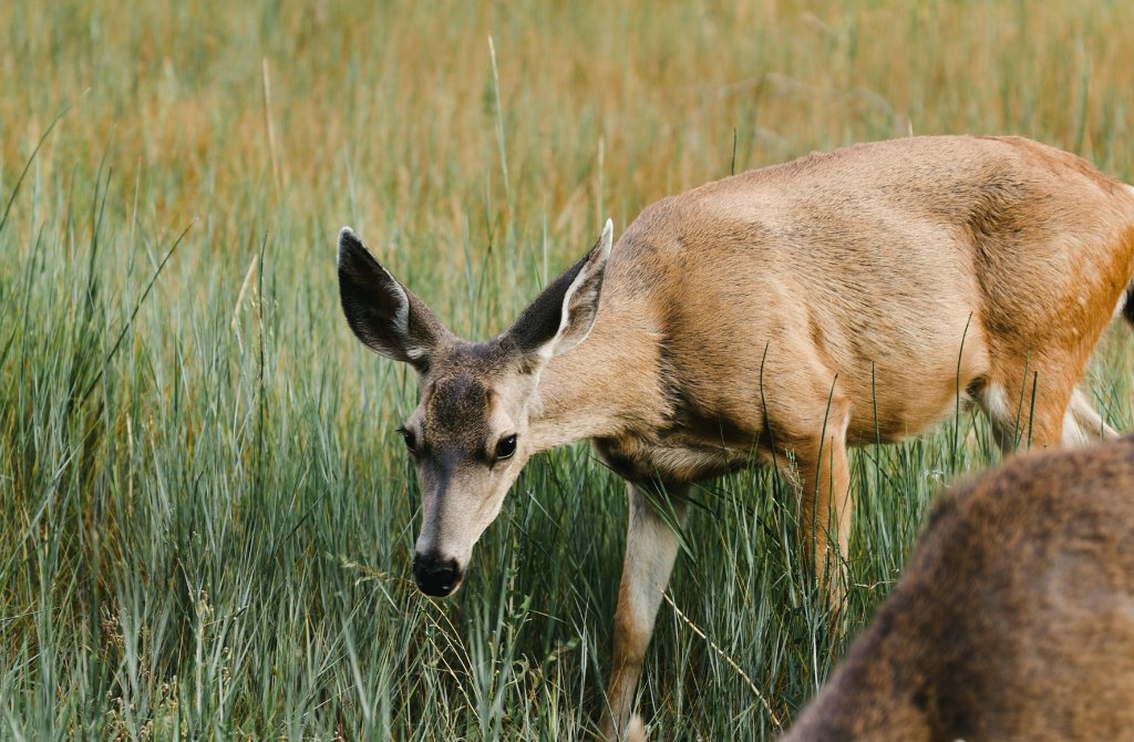 Trophy Blacktail Deer Hunt 2026