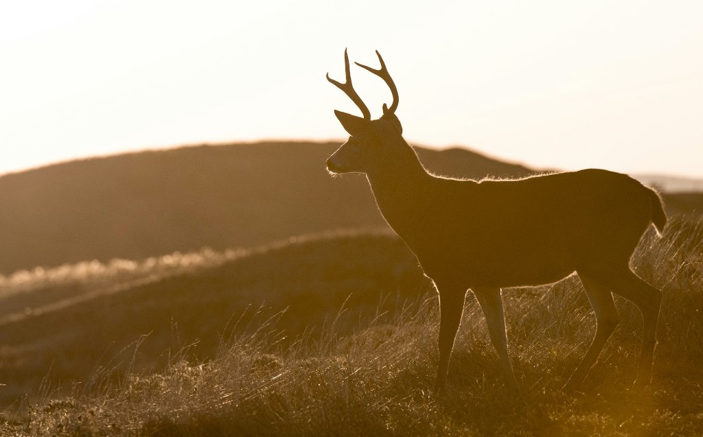 Management Blacktail Deer Hunt 2026